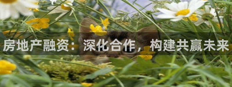 天狮娱乐招商66六26：房地产融资：深化合作，构建共赢未来