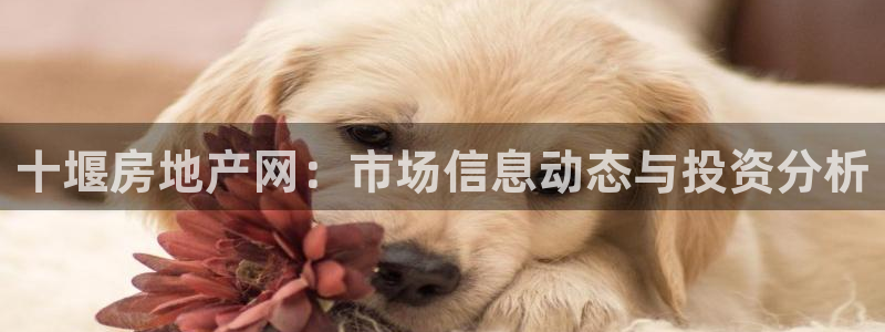 天狮娱乐 a招商67646：十堰房地产网：市场信息动态与投资